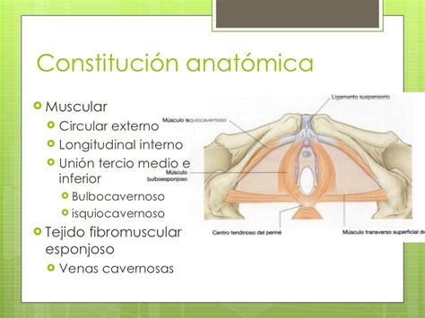 vulva gorda|Zona pélvica femenina abultada